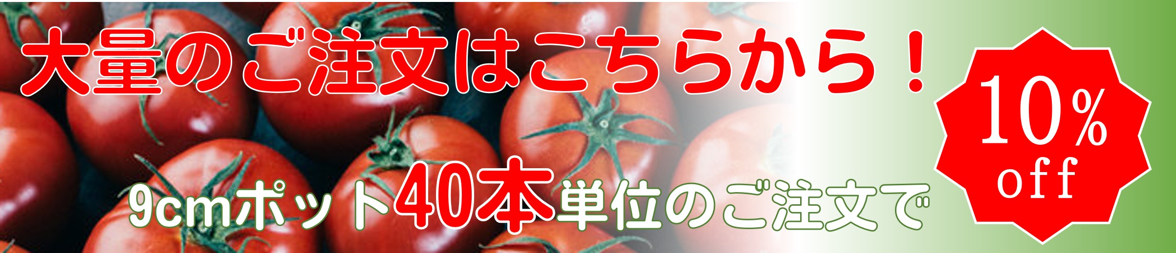 野菜苗の大量購入は苗問屋へ