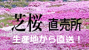 提携先芝桜通販サイト